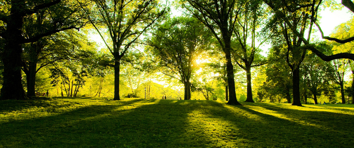 Verde Urbano due ricerche dimostrano che la nostra salute dipende