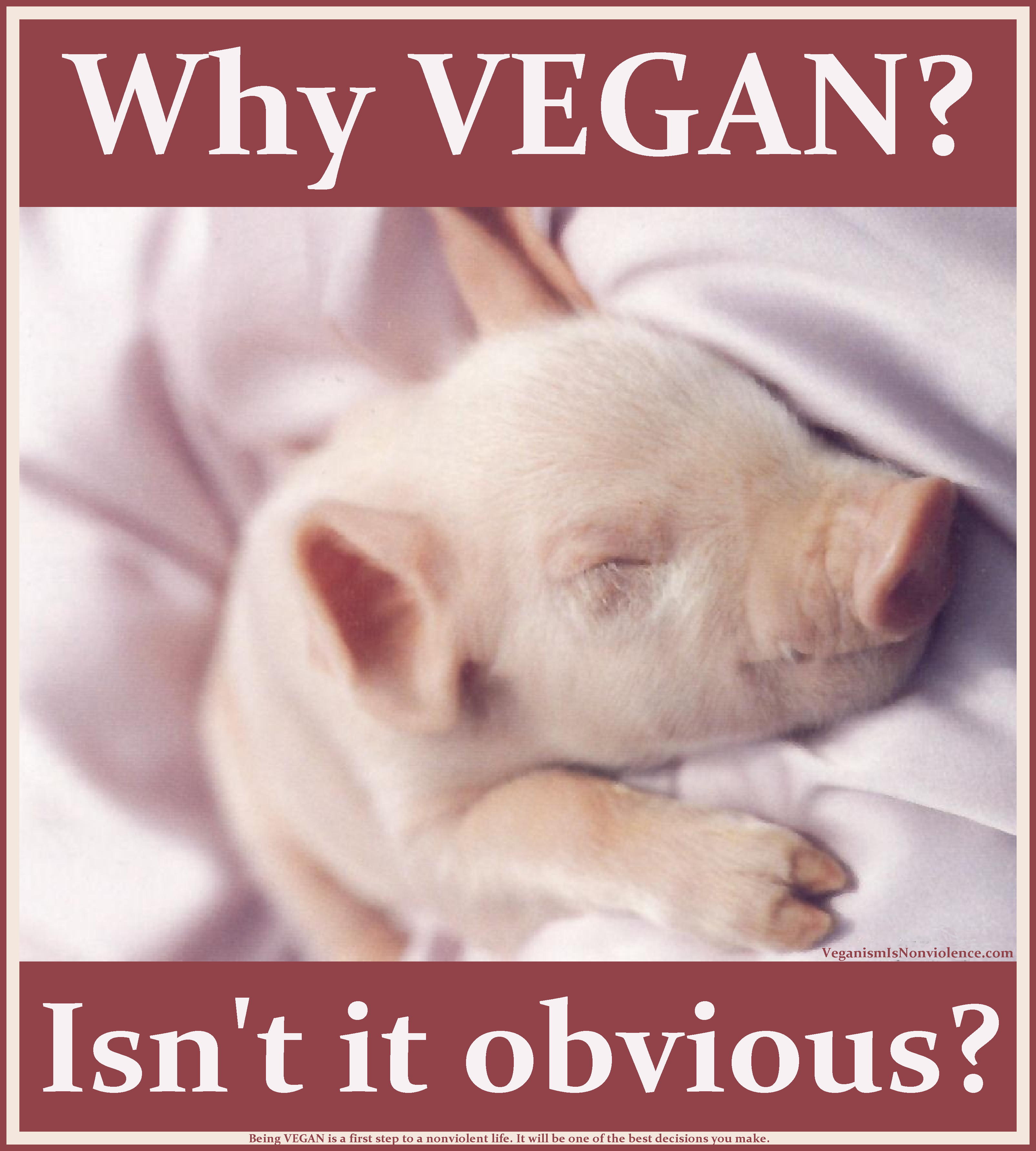 piglet-why-vegan.png (3210×3565)