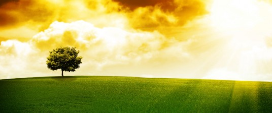 Tree on a hill at sunset