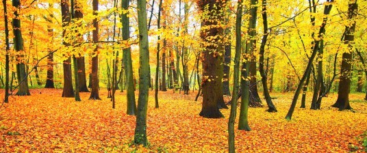 Forest in the fall