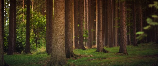 Eco-hotels to discover the wonders of the forest