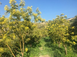 Flowering mimosa trees in spring