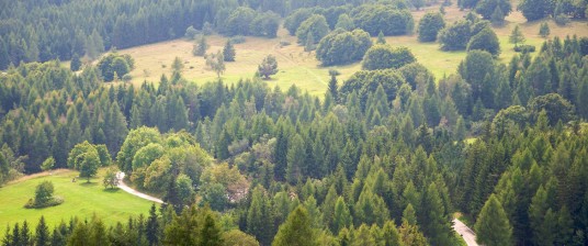 The wonders of the woods in Trentino