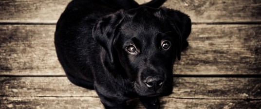 black dog
