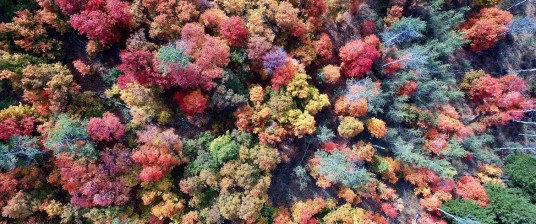 10 destinations to admire the foliage in Italy
