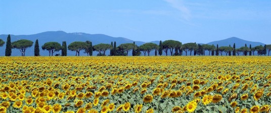 Slow Maremma: here is the experience to do