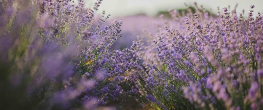 Green holidays in the lavender fields