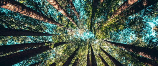 urban forests