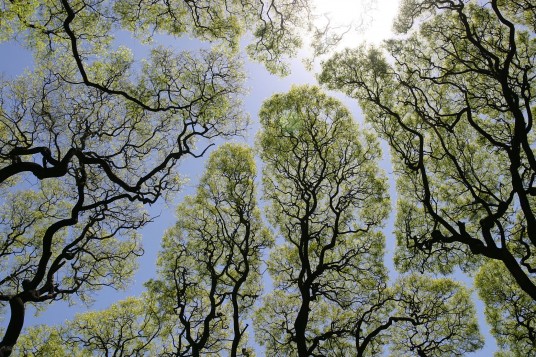 Trees and blue skies from down view
