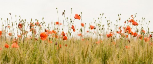 field of poppies