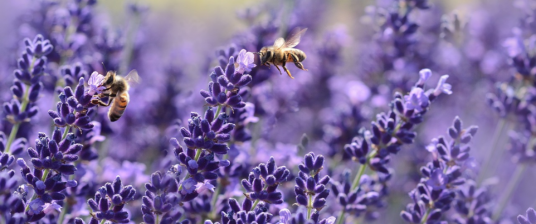13 Kid-Friendly Bee Facts to Help You Teach the Wonderful World of Bees