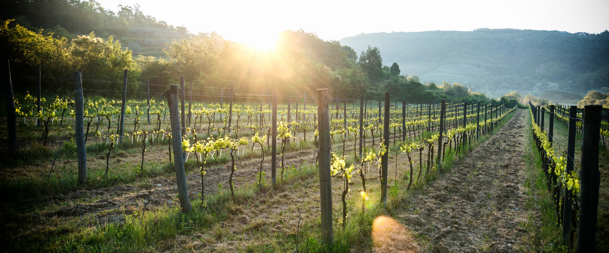 Korenika and Moskon winery - biodynamic wine holidays in Slovenia-