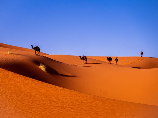 Camels in Merzouga.
