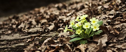 primroses Pratomagno