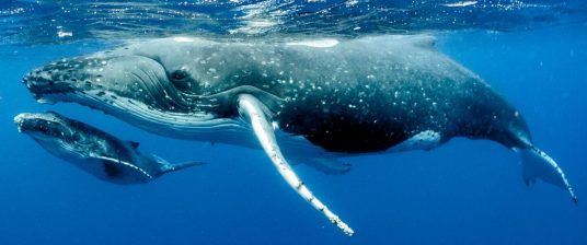whales as solution for global warming
