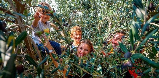 B10 extra virgin olive oil