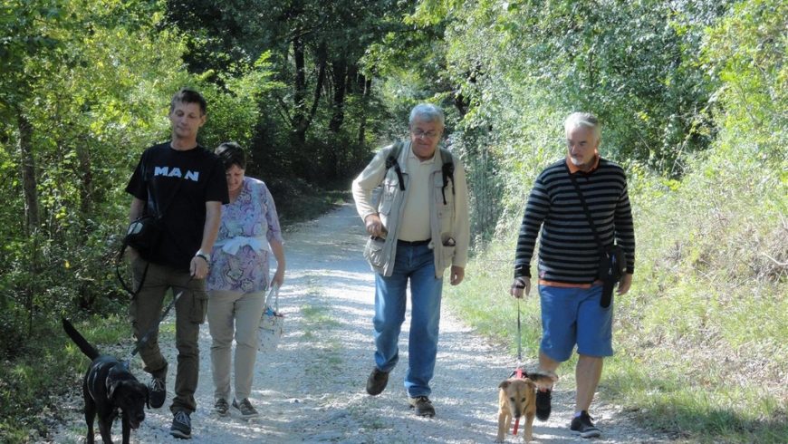 eco-friendly experiences in Istria: hiking with shelter dogs
