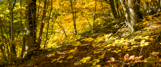 Among woods and hermitages, here is Foreste Casentinesi, Monte Falterona, Campigna National Park