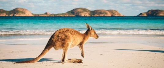 Kangaroo on the beach