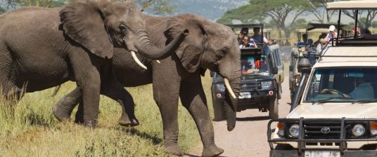 Eco-Tourism Mistakes That Can Increase, Not Decrease Your Carbon Footprint