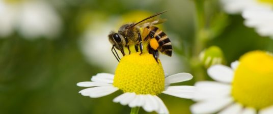 bee, pollination, flower, nature