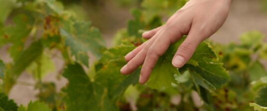 Understanding Regenerative Tourism in Australia