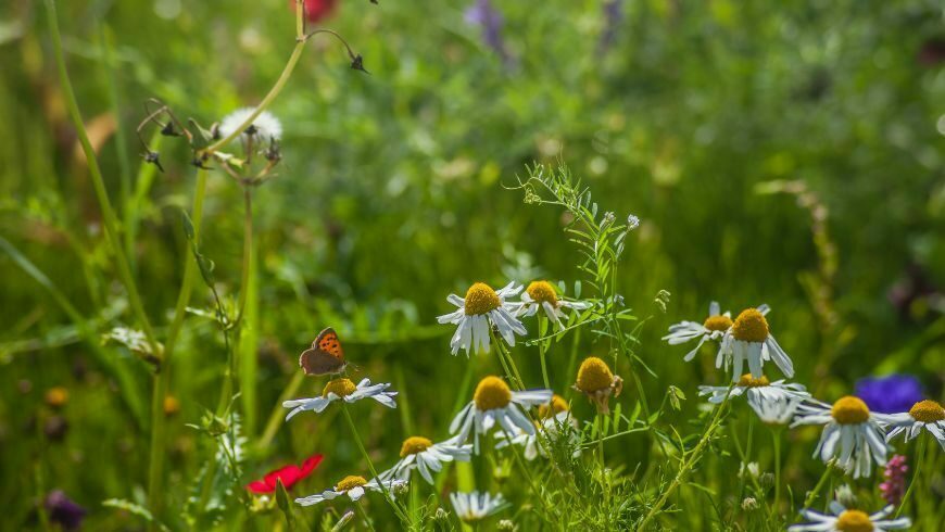 Blühende Wiese voller Biodiversität.