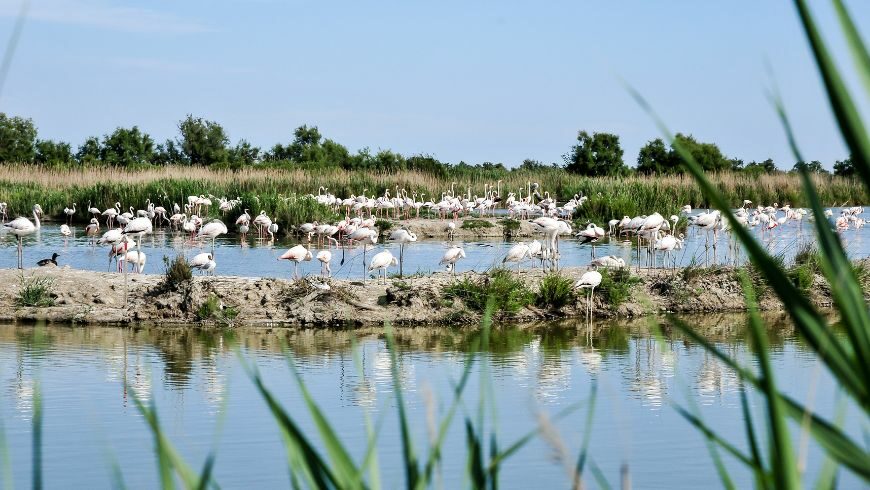flamants roses pont de gau camargue