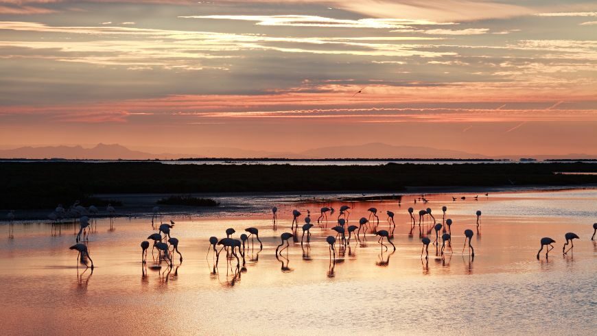 flamants roses salines camargue