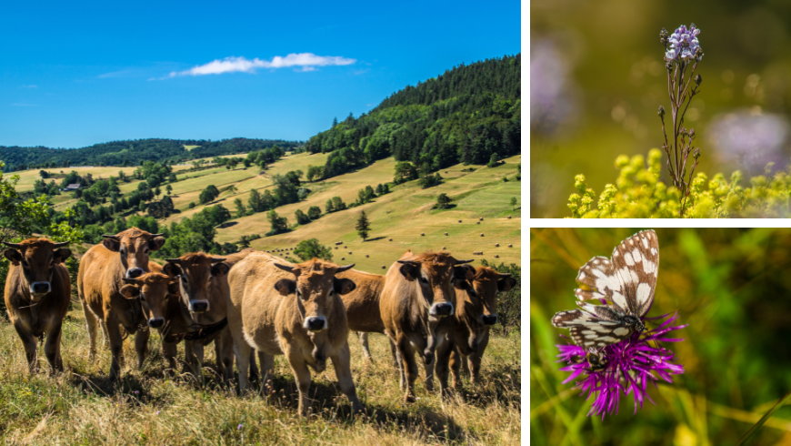 parc des cévennes flore et faune biodiversité