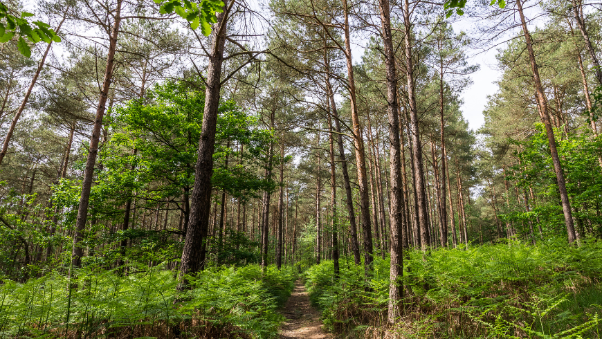 forêt d'andaines, parcs naturels de la normandie