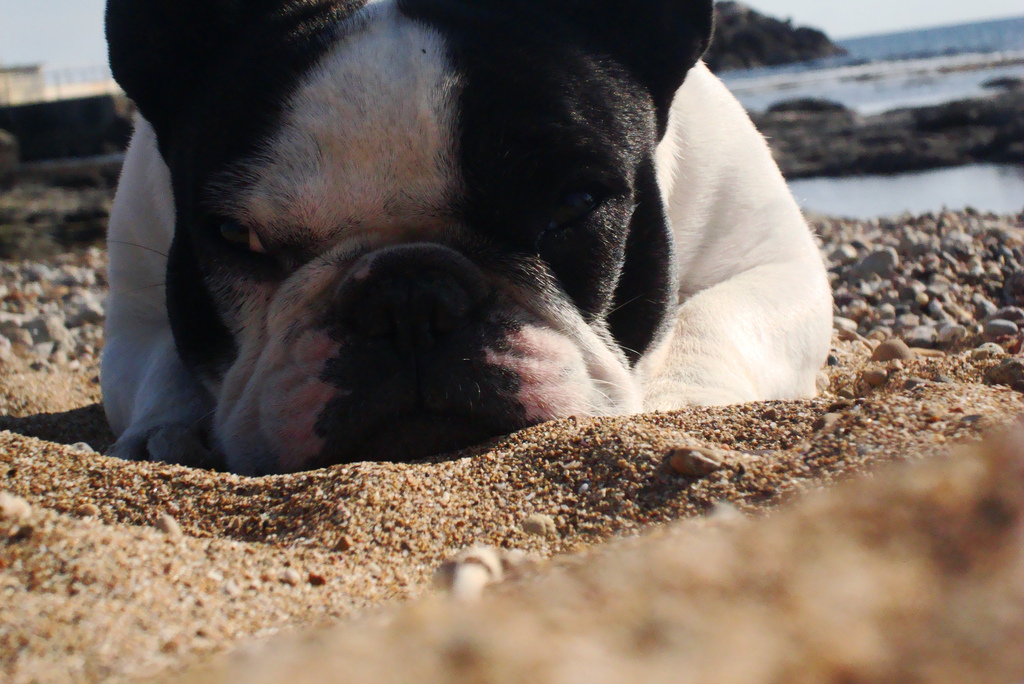 Vacanza con il cane spiaggia