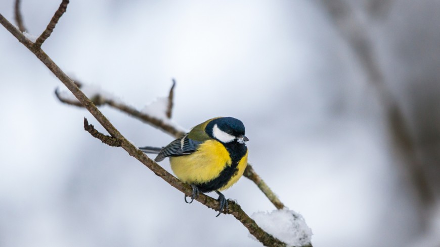 Great tit on a branch in winter forest