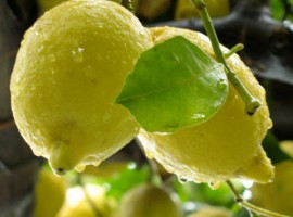 Limoni e foglie