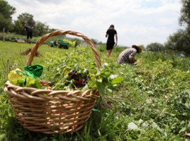 campolibero, un decreto che promuove l'agricoltura biologica e incentiva l'occupazione giovanile