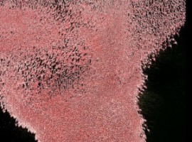 Fenicotteri rosa