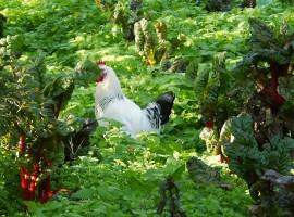 Una gallina passeggia tra insalata ed erbette dell'orto bio La Fonte