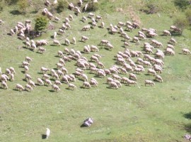 pecore all'agriturismo Valle Scannese Abruzzo