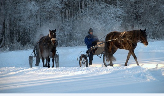 cavallo e slitta sulla neve