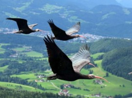 Ibis in volo dall'Austria alla Toscana