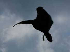 Ibis eremita in volo