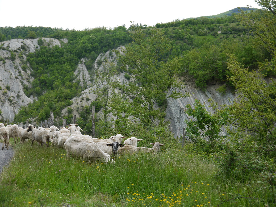 Paesaggio del Casentino con pecore libere al pascolo