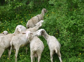 Pecore e Verde in Casentino