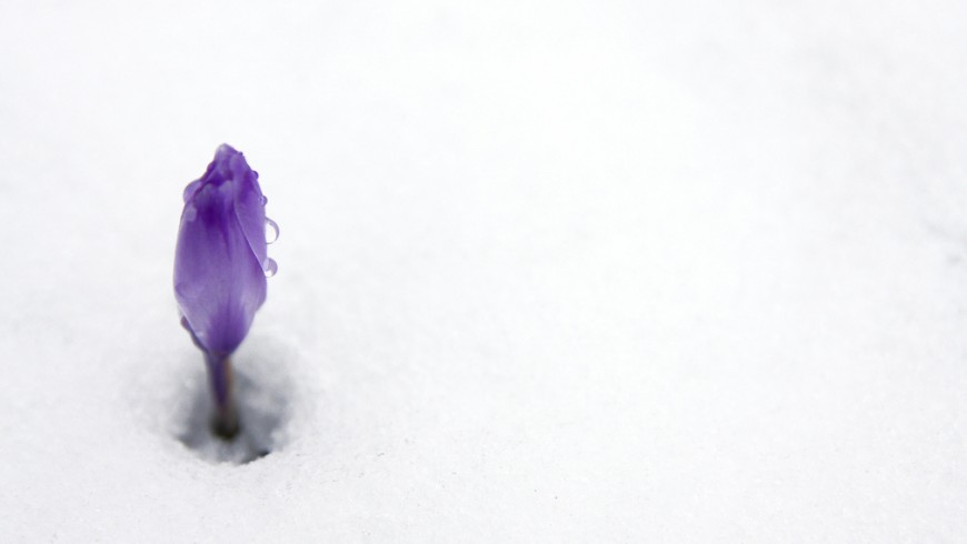 Neve e Primavera in arrivo: un fiore buca la neve in Trentino Alto Adige
