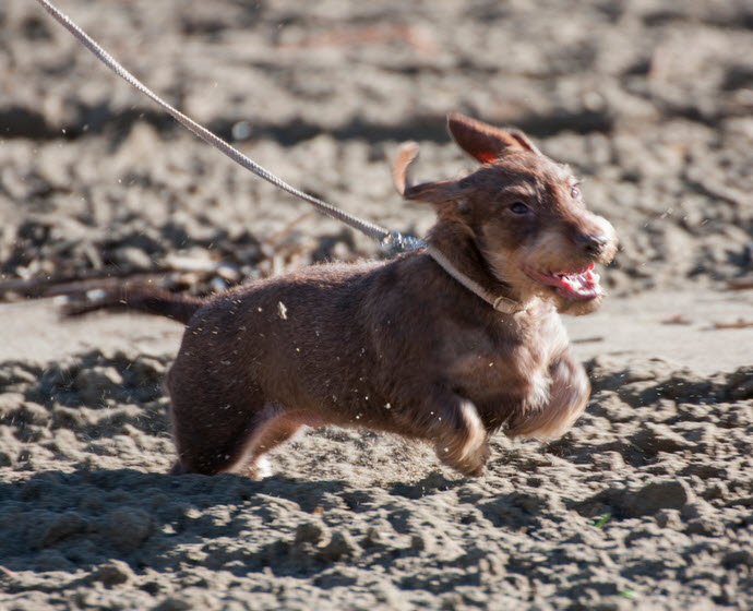Cane che corre sulla spiaggia
