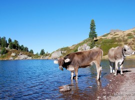 Due mucche nei Lagorai