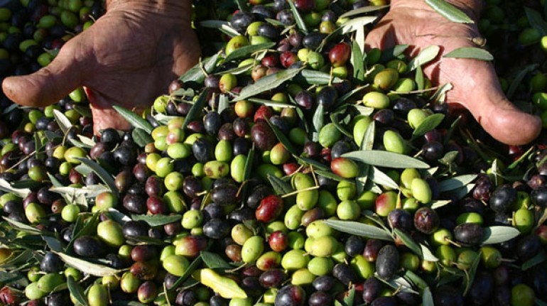 Raccogliere olive in Calabria