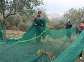 Agriturismo Villa Dama, vacanza in fattoria in Umbria