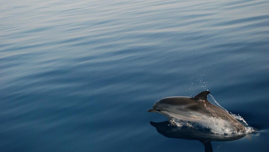 delfino in Grecia