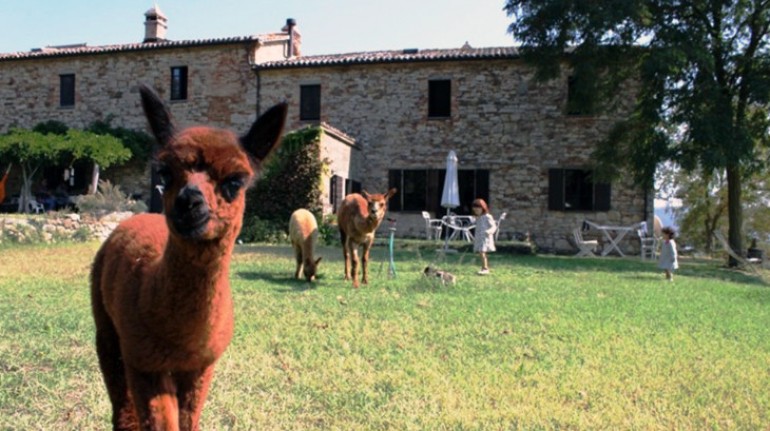 Agriturismo Meridiana Alpaca per una vacanza in fattoria con gli alpaca in Umbria